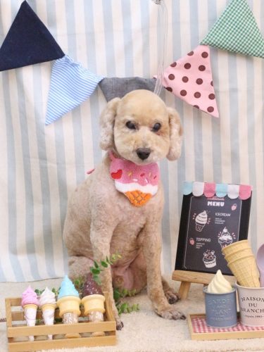 20250520アルトくん